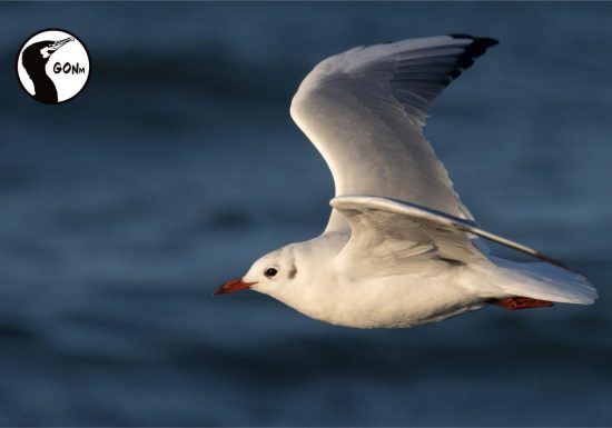 Sortie nature avec le Groupe ornithologique normand