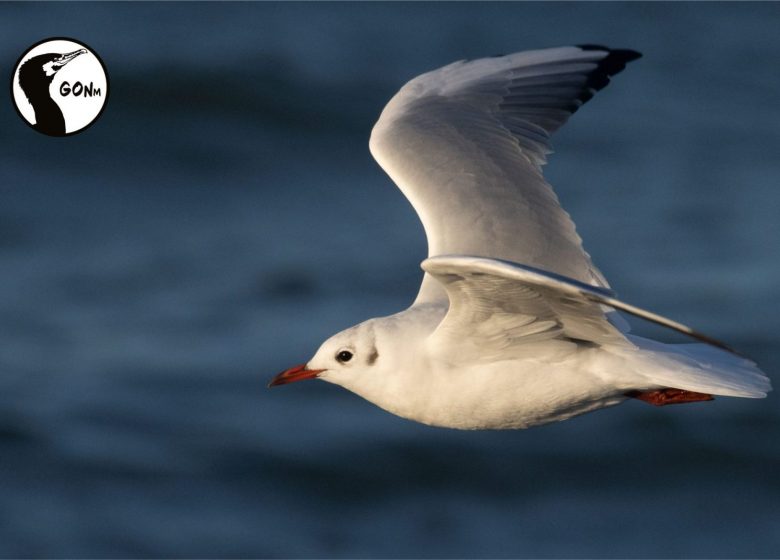 SORTIE NATURE AVEC LE GROUPE ORNITHOLOGIQUE NORMAND