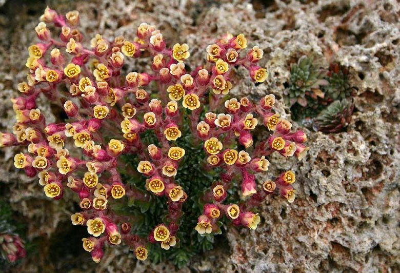 Plantes alpines c. – Si Griffiths