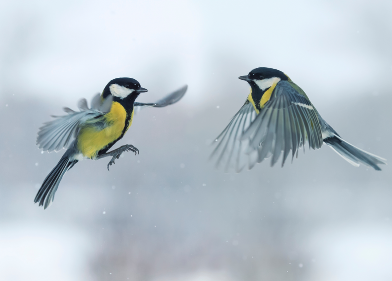 Two titmouses flying toward each other in winter Park