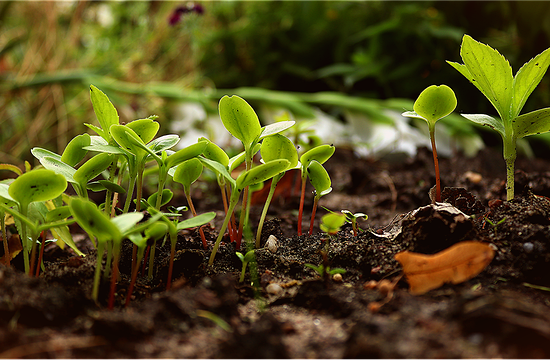 Vivre les plantes - (re) découvrir et valoriser le rôle des plantes en ville