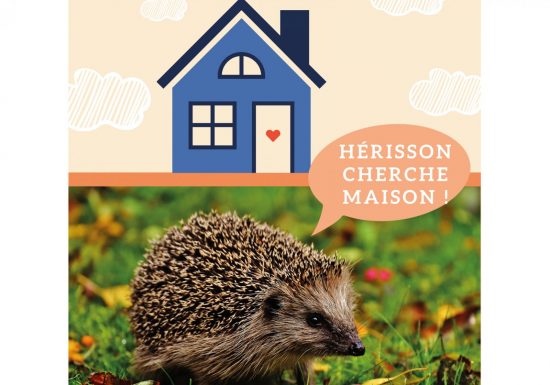 Hérisson cherche maison