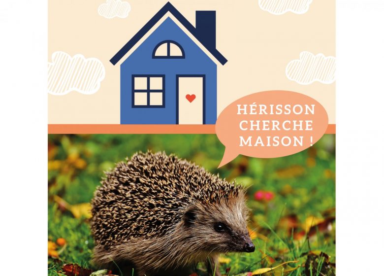 Hérisson cherche maison