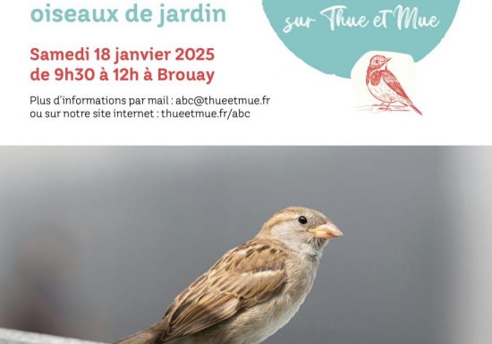 Initiation au grand comptage des oiseaux de jardin Le 18 janv 2025